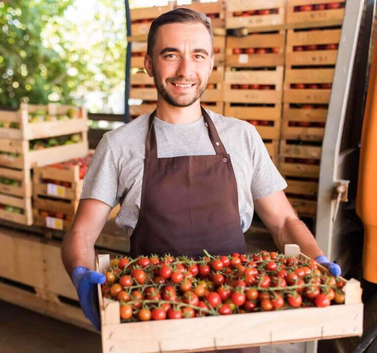 Producteur de légumes - maraicher - récolte de tomates grappes